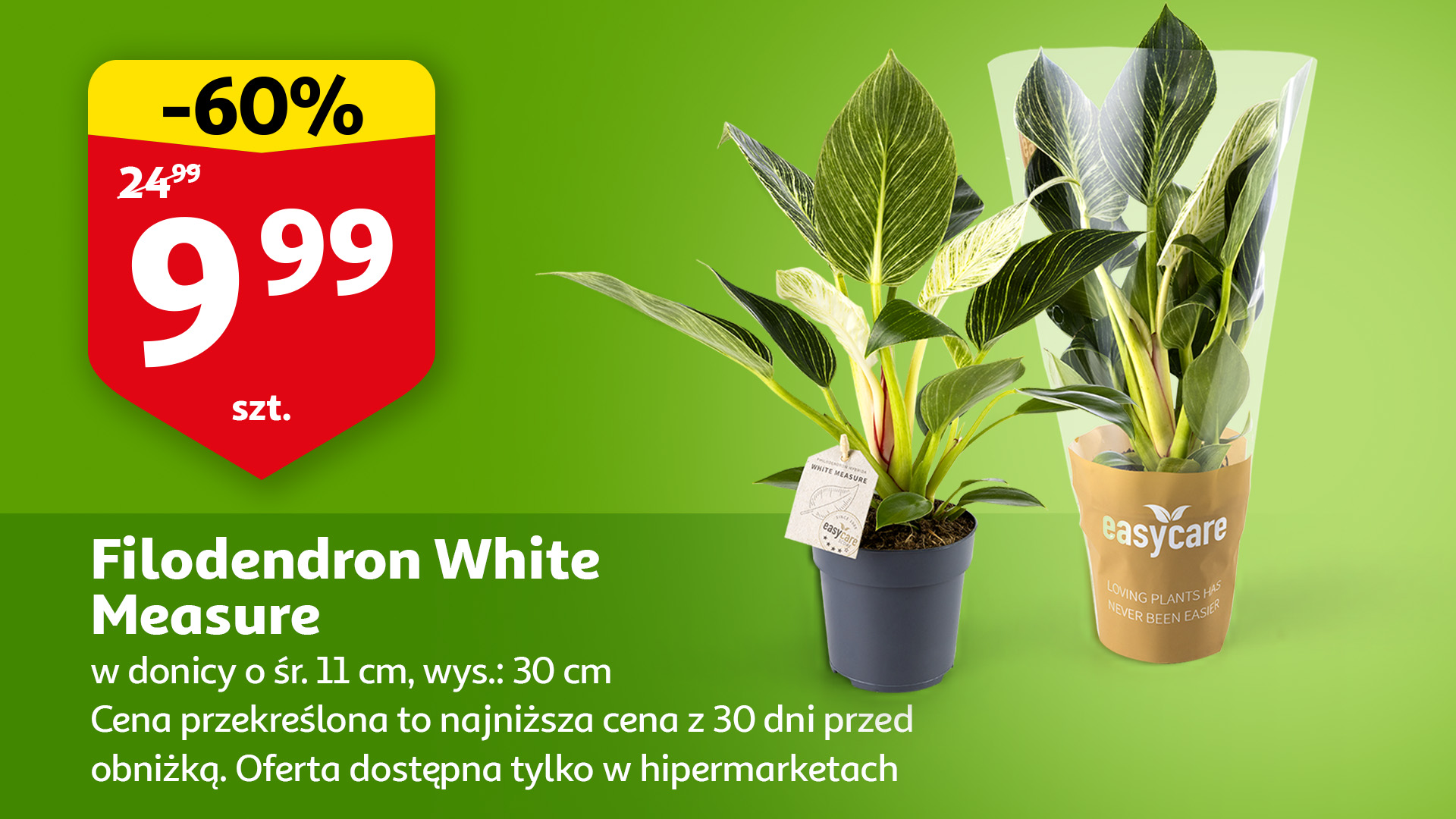 Filodendron White Measurey
