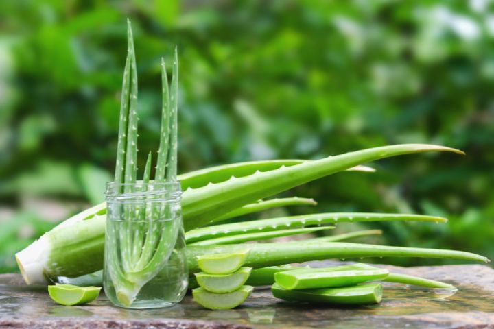 aloe vera erfroren Aloe Vera „Alfonso“ – Aloe-Vera-Pflanze in Gärtnerqualität kaufen main image 1